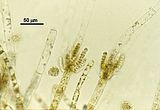 Myriotrichia repens2